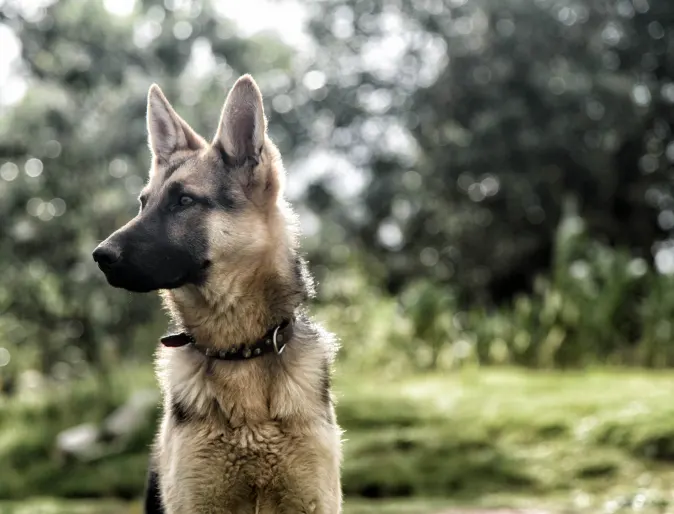 A German Shepard sitting outside looking over to the side 